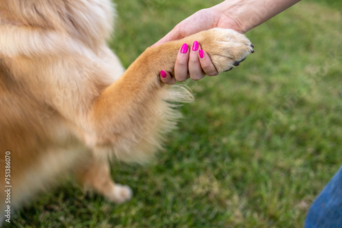 Woman shaking a golden retriever's paw