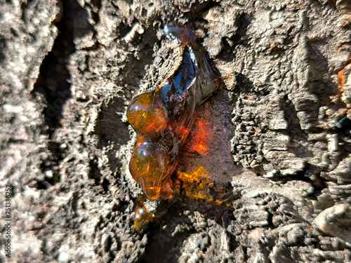 red resin drop on the tree bark in sunlight close up photo