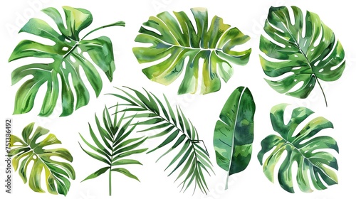 Tropical Watercolor Leaves: A vibrant collection of tropical leaves in watercolor style, perfect for creating lush and exotic designs. Ideal for invitations, cards, branding, and more. The leaves are 