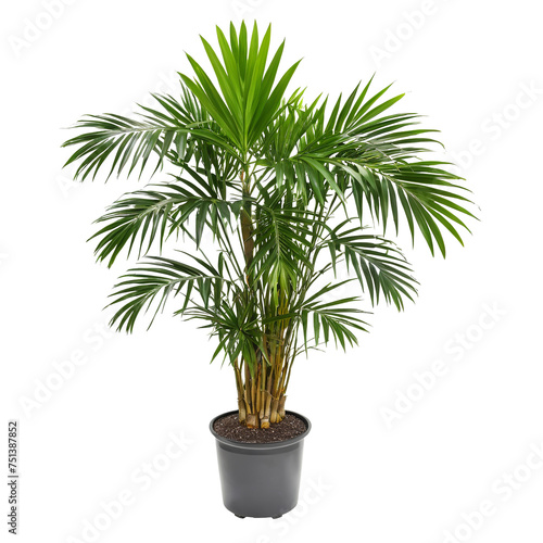 plant in a pot Isolated Rhapis Excelsa: A Study of the Lady Palm on White isolated on transparent background PNG file © Eliane