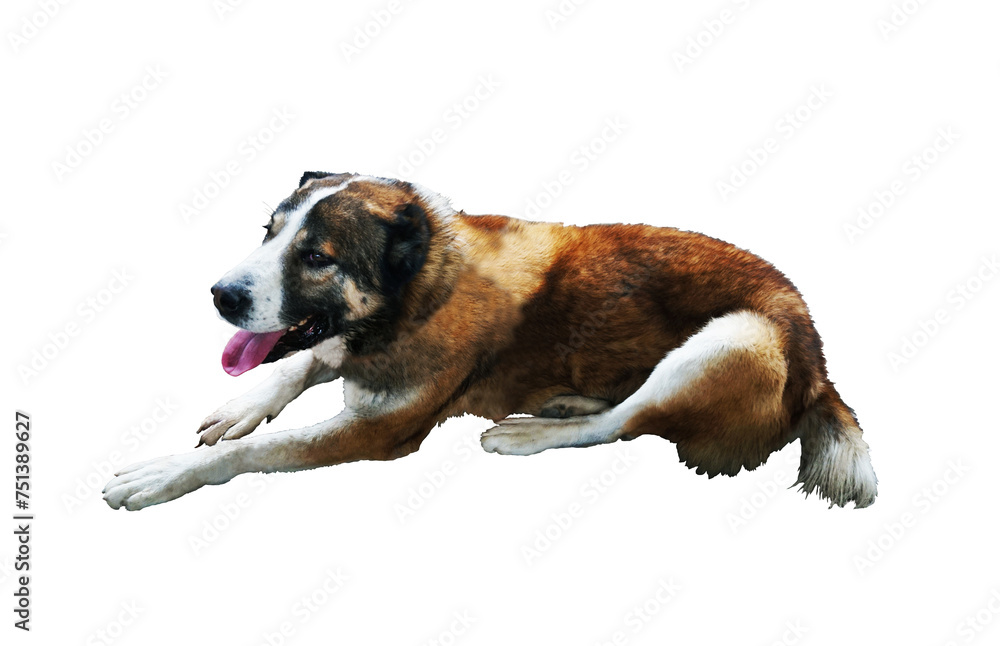 Big red dog on white background Big red dog on white background