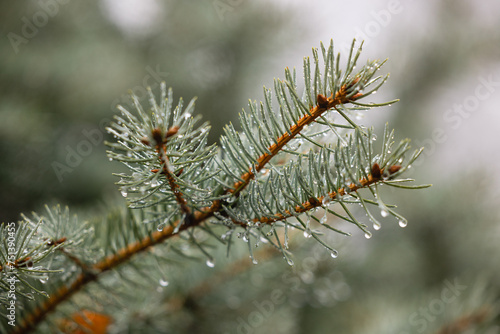 Close up of pine needles