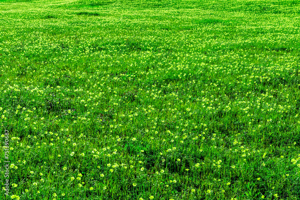 spring green field background with yellow and salad flowers. nature garden backdrop with plant growth spring green field background with yellow and salad flowers. nature garden backdrop with plant growth