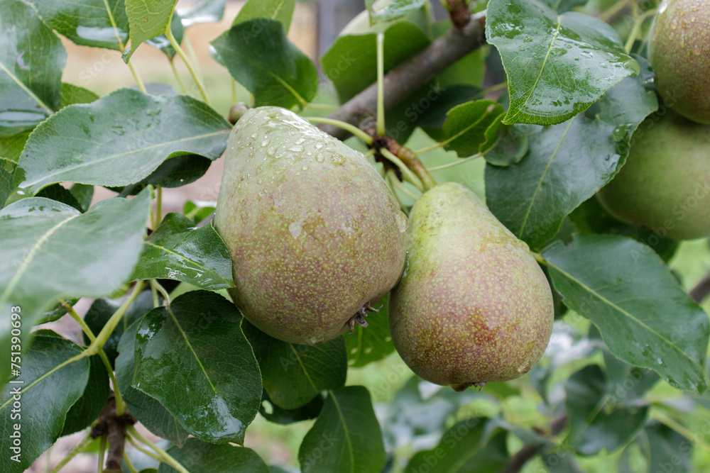 Branch of ripe organic cultivar of pears close-up in the summer garden Branch of ripe organic cultivar of pears close-up in the summer garden