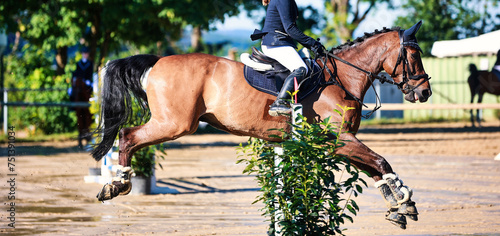 Φωτογραφία Horse, showjumping horse, close-ups in the show jumping competition
