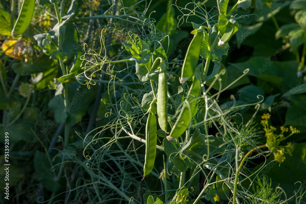 Sugar peas with flowers and pods in the vegetable garden over blurry background.. Sugar peas with flowers and pods in the vegetable garden over blurry background..