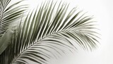 tropical palm leaf isolated on white background coconut leaves for summer background