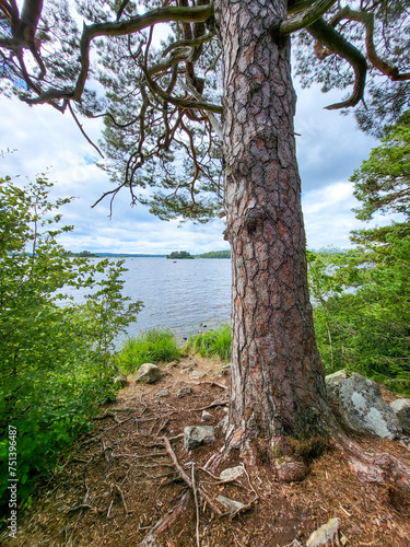 Idyllic Lake Asnen with small lakes, forested islands and grasses with trees and forest in the background in Asnen National Park, Urshult, Smaland, Sweden photo