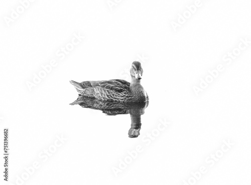 female duck, mallard (Anas platyrhynchos) with reflection as a minimalist shot with a white background, black and white