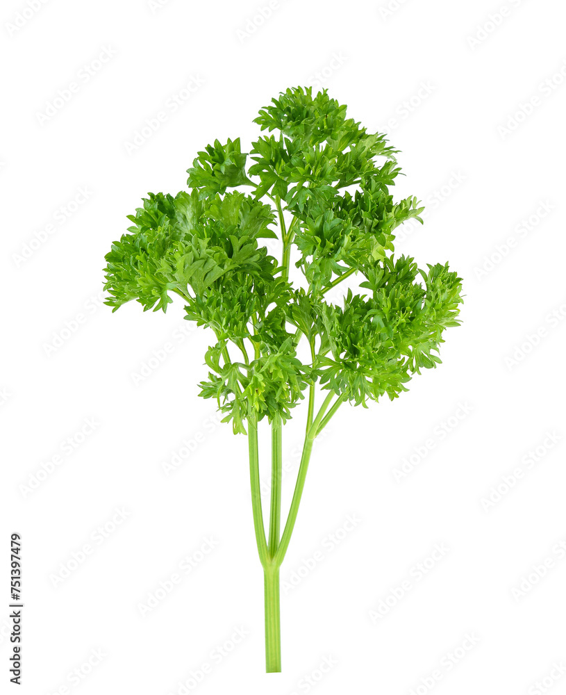 Curly Parsley Isolated on White Background Curly Parsley Isolated on White Background