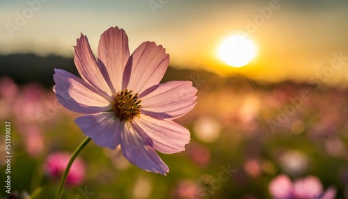 cosmos flower at sunset