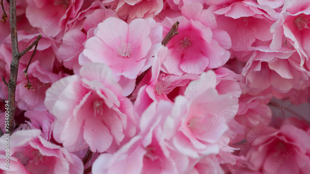 pink hydrangea flowers pink hydrangea flowers
