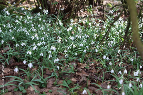 A cluster of Snowdrops backlit with sunlight