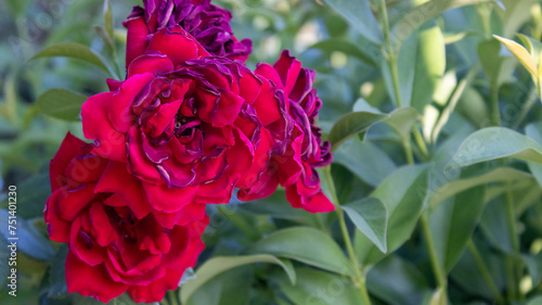 red rose bush