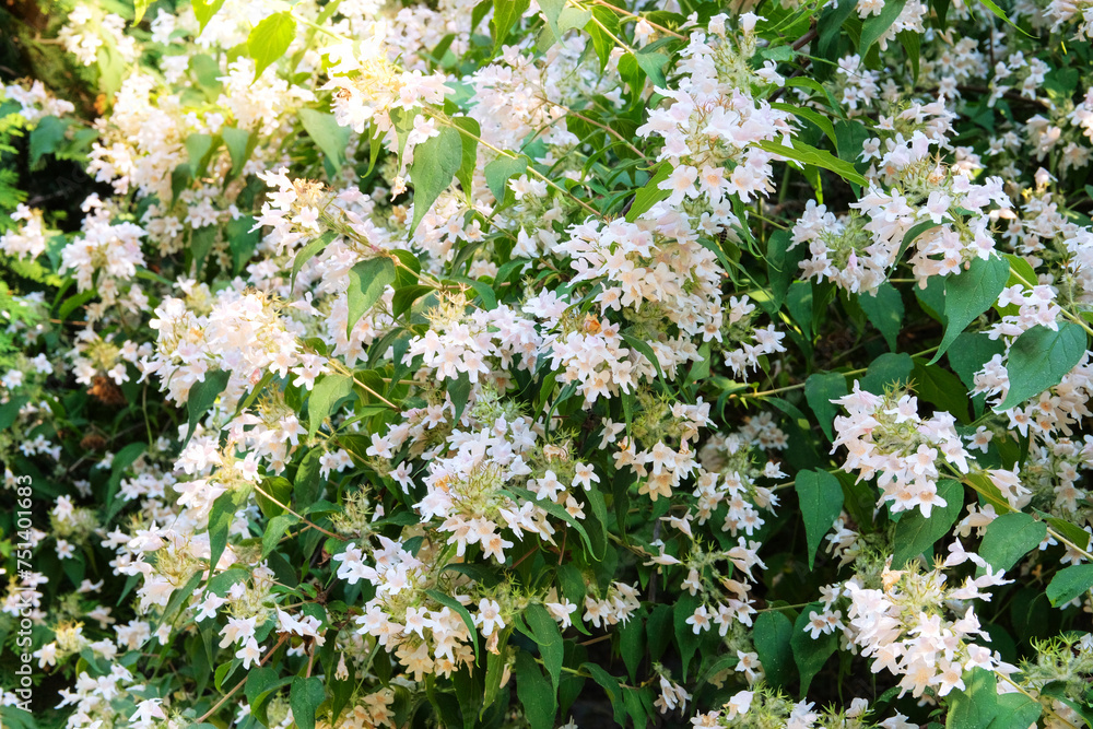Obraz premium Jasmine bush s blooming in arboretum. Landscaping and decoration in springtime season. Gentle flowers is growing in city.