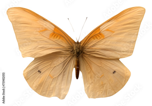 PNG Real Pressed insect animal butterfly orange brown. © Rizal