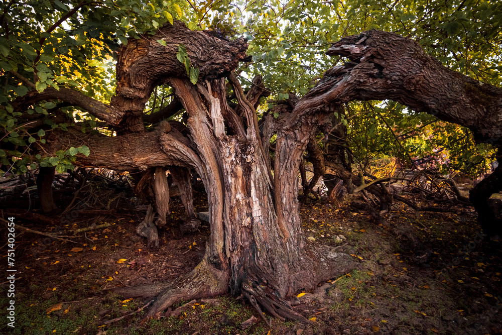 old tree trunk old tree trunk