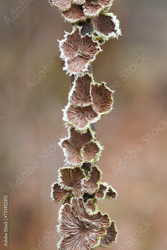 Schizophyllum commune fugo fungi Common  mushroom photo