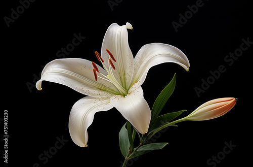 illustration of white lily flower on black background. Created with Generative AI