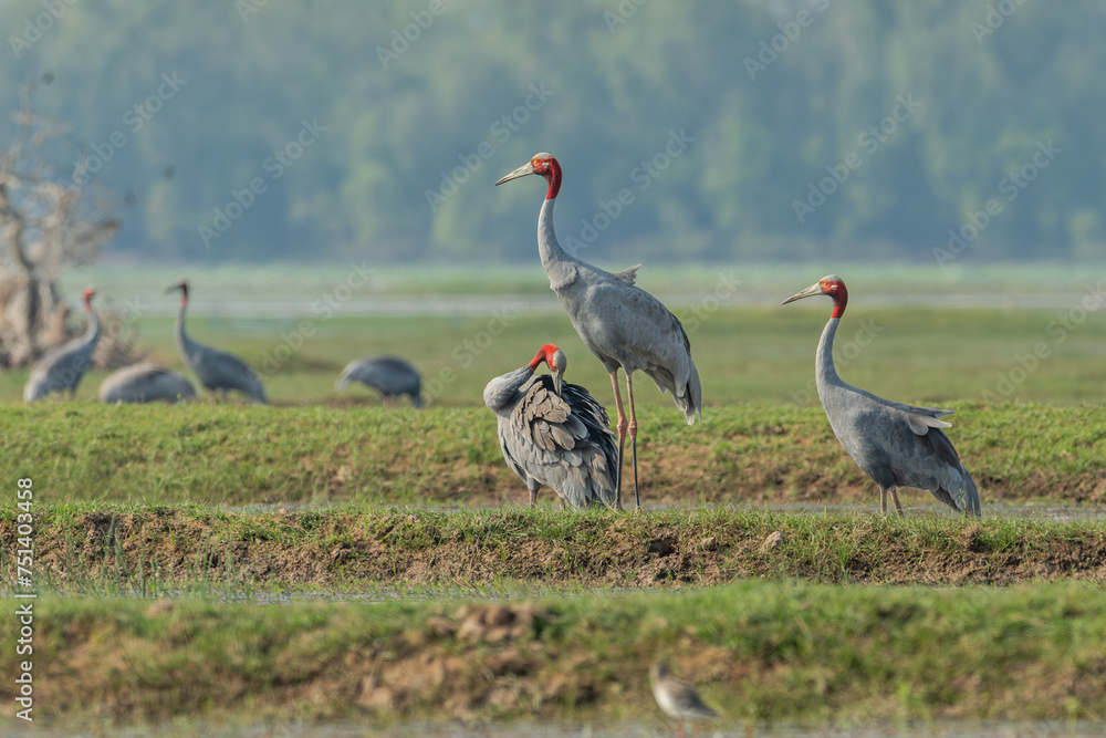 Fototapeta premium Beautiful bird , Sarus crane in the nature.Eastern Sarus Crane (Grus antigone) walking at Huay Jorrakaemak Reservoir Non-Hunting Area, Burirum, Thailand.
