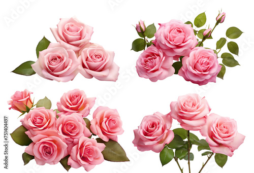 Set of beautiful pink roses in full bloom  with soft petals and green leaves  cut out