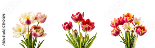 bouquet of tulips flowers  isolated on white background banner  cut out