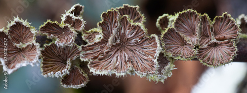 Schizophyllum commune fugo fungi Common  mushroom photo