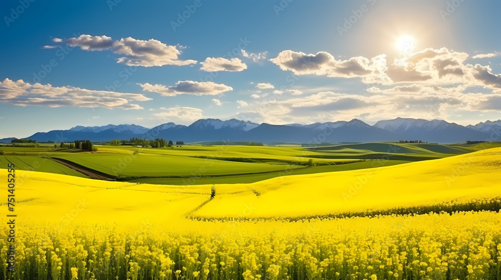 Top view of bright yellow rapeseed flowers field, perfect wallpaper