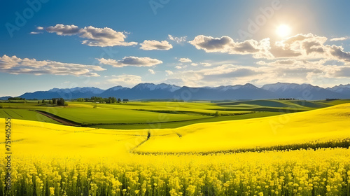 Top view of bright yellow rapeseed flowers field, perfect wallpaper © ma