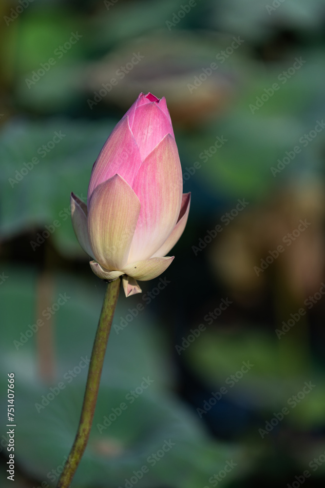 Sacred lotus flower bud in the early stage of plant growth.