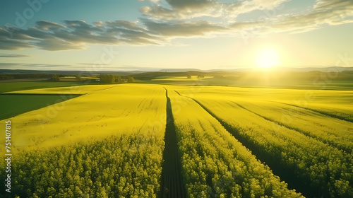 Top view of bright yellow rapeseed flowers field  perfect wallpaper