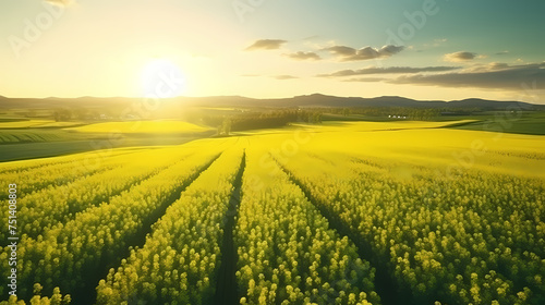 Top view of bright yellow rapeseed flowers field  perfect wallpaper