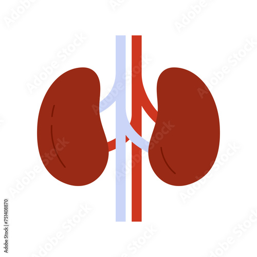 Human kidneys anatomy, internal organ of urinary, endocrine system vector illustration