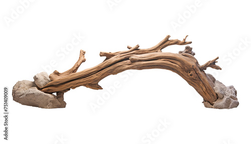 dry branch wood isolated on transparent background cutout