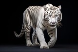 a white tiger walking on a black background