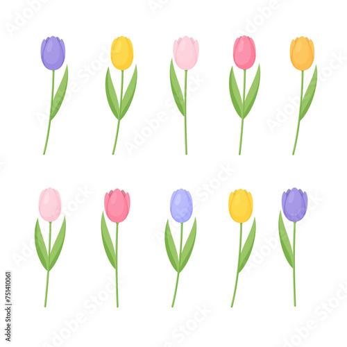 Set of colorful tulips isolated on white background. Vector illustration. 