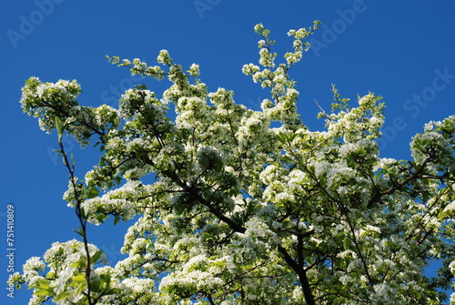 Kwitnąca gałąź drzewa jabłoni na tle nieba © Anna