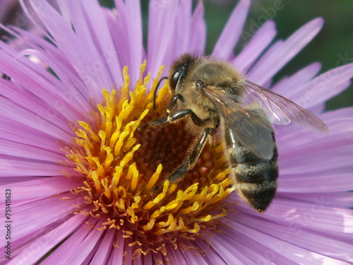 Pszczoła spija nektar z kwiatka © Anna