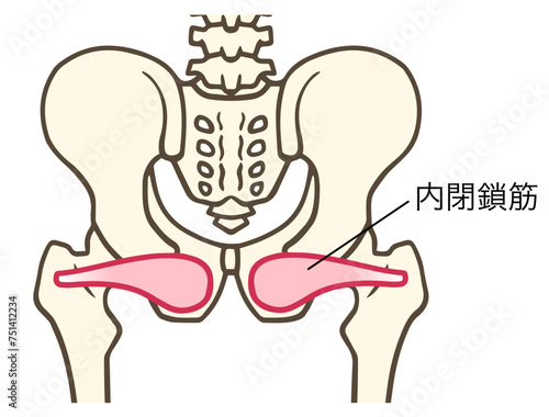 内閉鎖筋、股関節外旋六筋