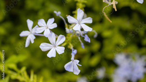 forget me not flowers