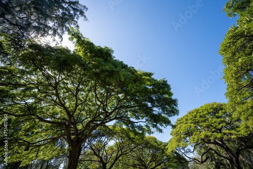 eautiful tree in Kapiolani Park in Waikiki Hawaii photo
