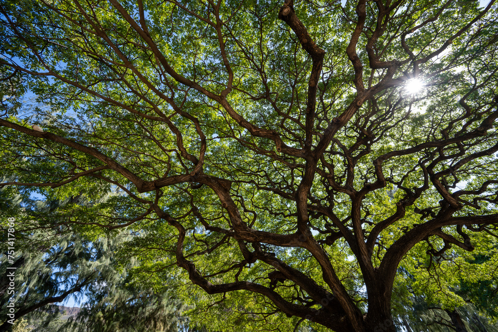 eautiful tree in Kapiolani Park in Waikiki Hawaii eautiful tree in Kapiolani Park in Waikiki Hawaii