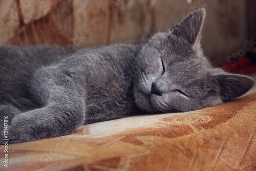 cat is sleeping gray kitten with closed eyes lies on the couch, close-up