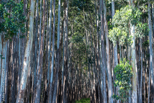 Forest of Eucalyptus Trees Along the Hamakua Coast, Big Island photo