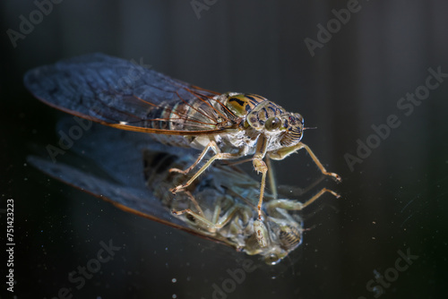 Close-up amazing cicada on glass There is a reflection of cicadas that looks strange and beautiful. photo