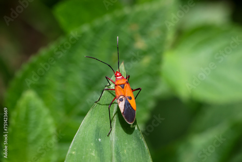 Close-up Dysdercus cingulatus, an orange insect with a beautiful pattern. perched on green leaves Insects and perfect nature in the forest