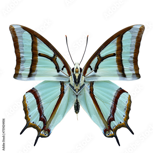 Polyura narcaeus, China nawab butterfly forewing view isolated on white background, beautiful insect