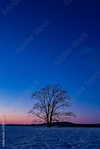冬の夜明けのハルニレの木