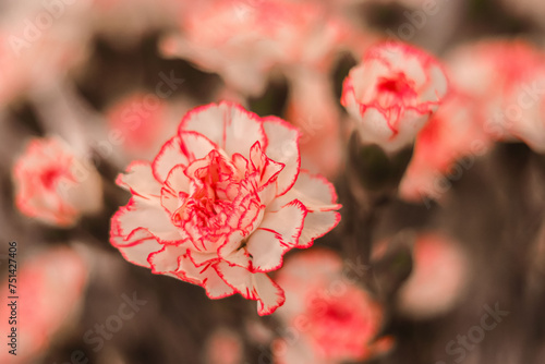 Piękne kwiaty w kolorystyce, kolorach  © Milena