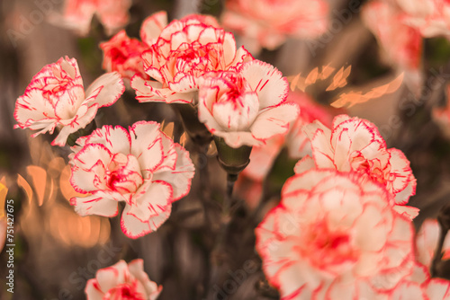 Piękne kwiaty w kolorystyce, kolorach  © Milena